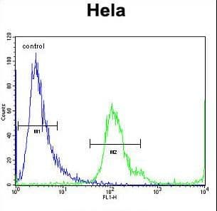 Polyclonal Rabbit anti-Human MBNL2 Antibody (aa261-290, IHC, WB)