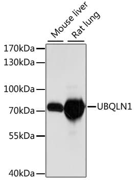 UBQLN1 / Ubiquilin Antibody