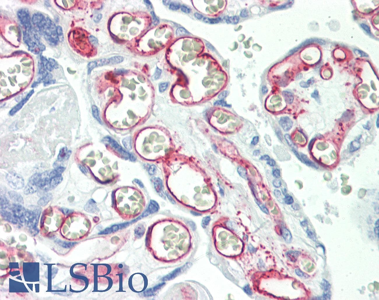 IHC-plus™ PECAM-1 / CD31 Antibody (aa100-300)