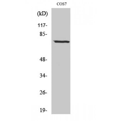 NTN1 / Netrin 1 Antibody (C-terminal)