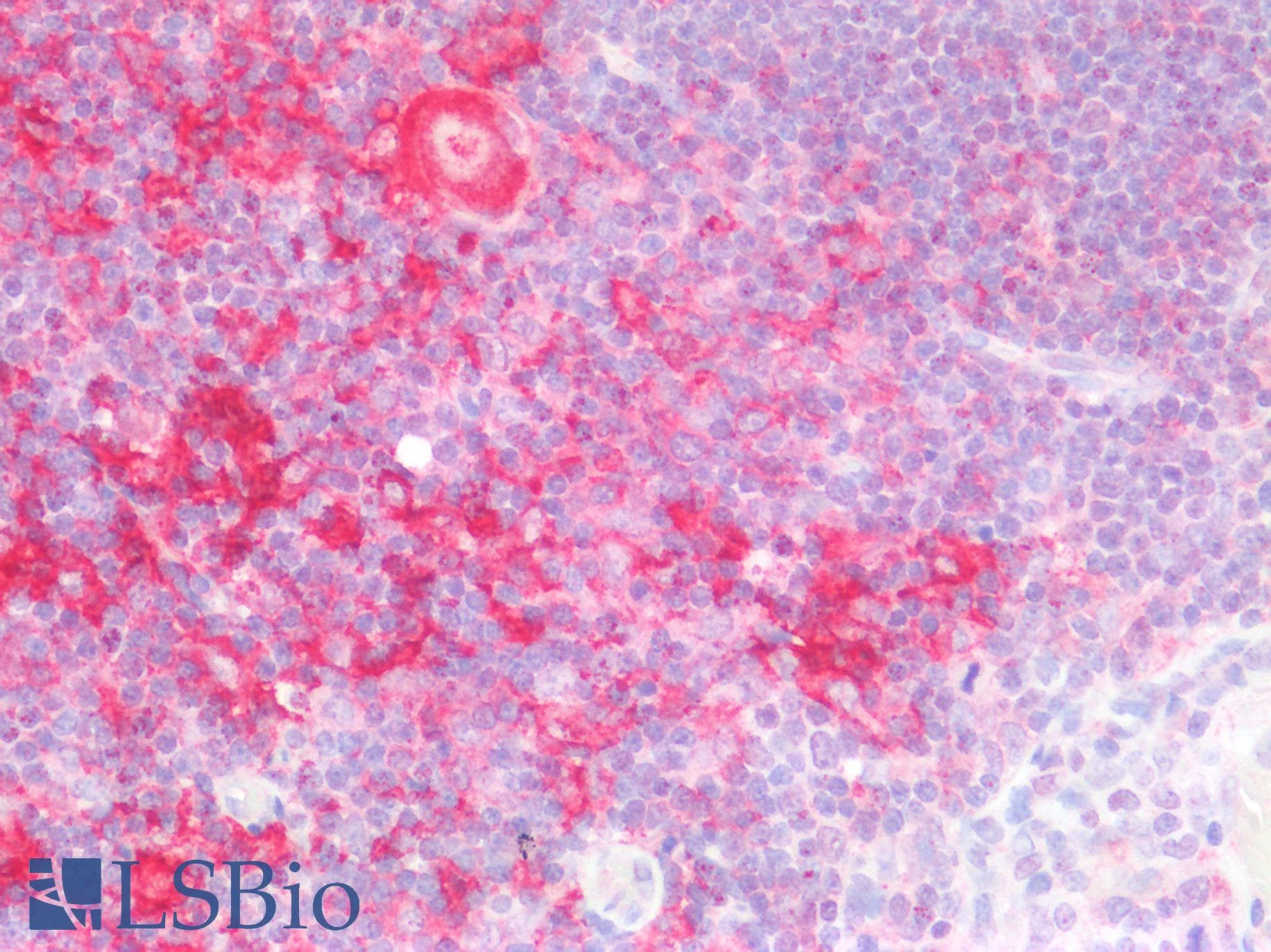 IHC-plus™ CD40 Antibody
