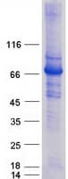 Human GBP1 Protein (Recombinant Myc-DDK (Flag))