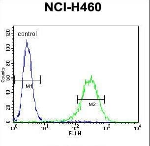 ENPEP / Aminopeptidase A Antibody (aa899-930)
