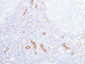 VEGFA / VEGF Antibody (clone VEGF/1063)
