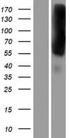 EEA1 Protein (Over-Expression Lysate Myc-DDK (Flag))