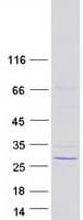 Human DUX3 Protein (Recombinant Myc-DDK (Flag))