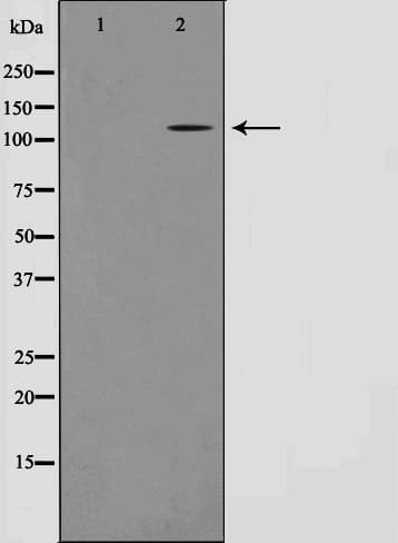 Polyclonal Rabbit anti-Human OPA1 Antibody (IF, WB)