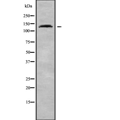 PER1 Antibody