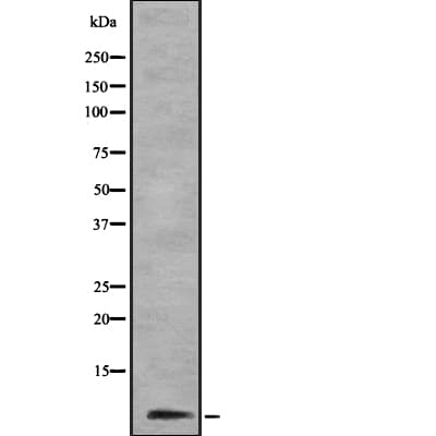 COXG / COX6B1 Antibody