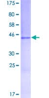 Human GREM2 / Gremlin 2 Protein (Recombinant GST)