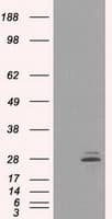 PRL / Prolactin Antibody (clone OTI6B1, Carrier-free)