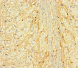 Polyclonal Rabbit anti-Human GINS4 / SLD5 Antibody