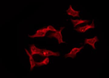 OR8I2 Antibody