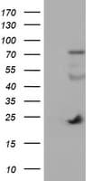 JCHAIN / Ig J Chain Antibody (clone OTI3F8, Carrier-free)