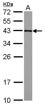 GFOD2 Antibody