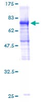 Human GABPB2 Protein (Recombinant GST)