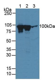 DNM1 / Dynamin Antibody (aa572-745)