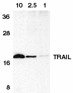 TNFSF10 / TRAIL Antibody (aa261-277)