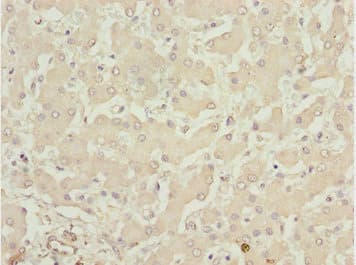 LHX6 Antibody