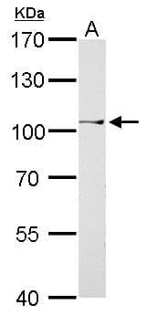CTBP2 Antibody (aa197-417)