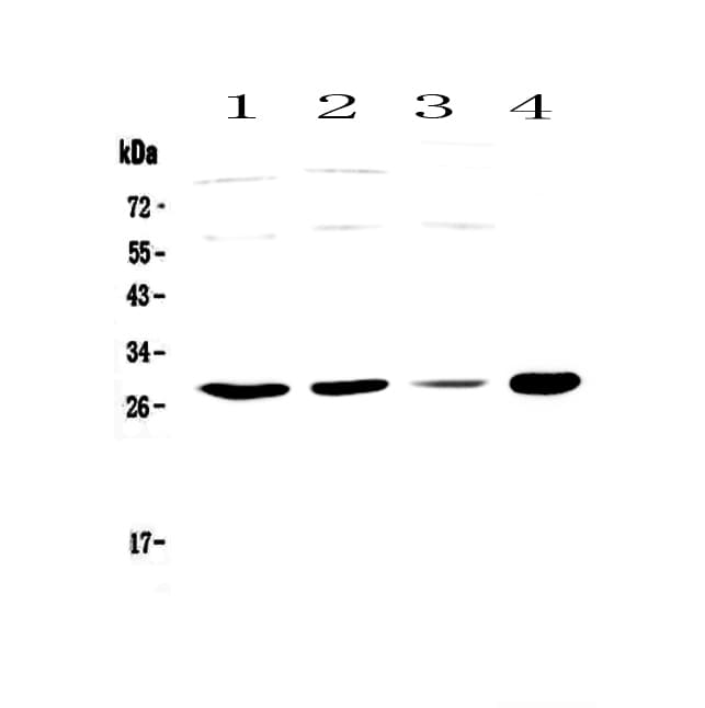 APOBEC3A Antibody