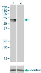 Monoclonal Mouse anti-Human ALK-6 / BMPR1B Antibody (clone 2F3, WB)