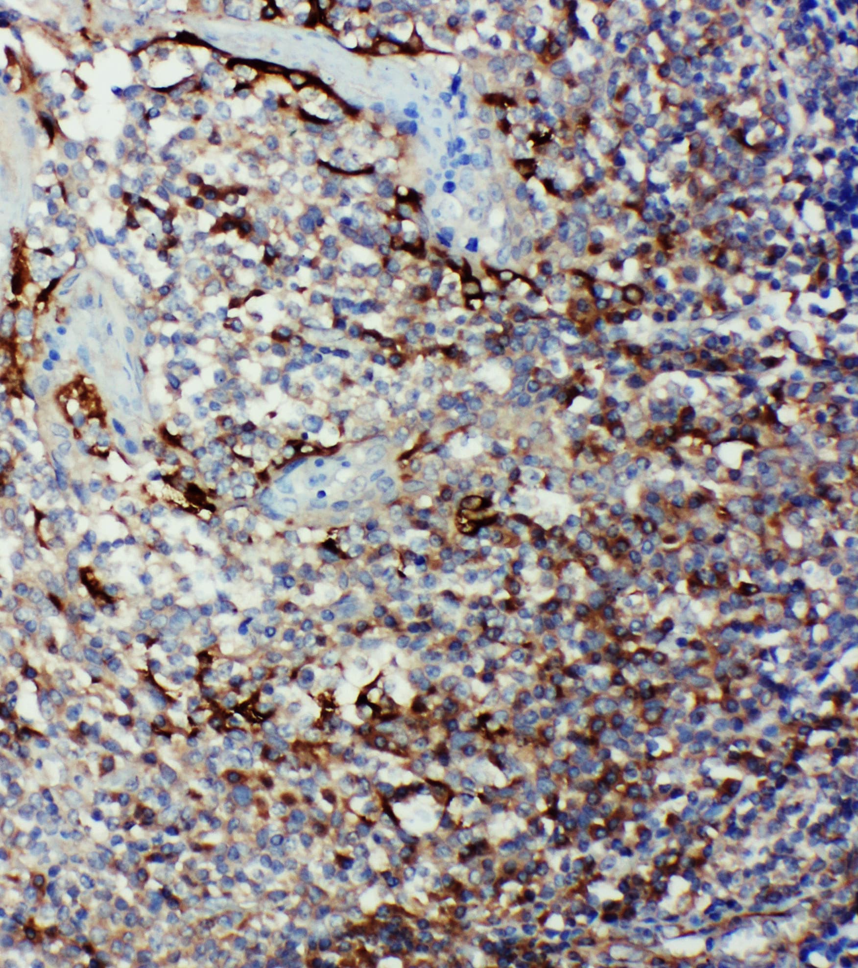 CASP9 / Caspase 9 Antibody (aa183-198)