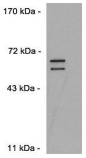 DUX4 Antibody (clone P4H2)