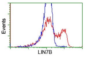 LIN7B Antibody (clone OTI1C9)