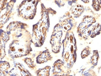 PODXL / Podocalyxin Antibody (Extracellular Domain, clone 3D3, Ready-to-Use)