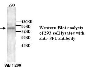 SP1 Antibody
