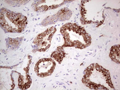 N4BP2L2 Antibody (clone OTI6A9, Carrier-free)