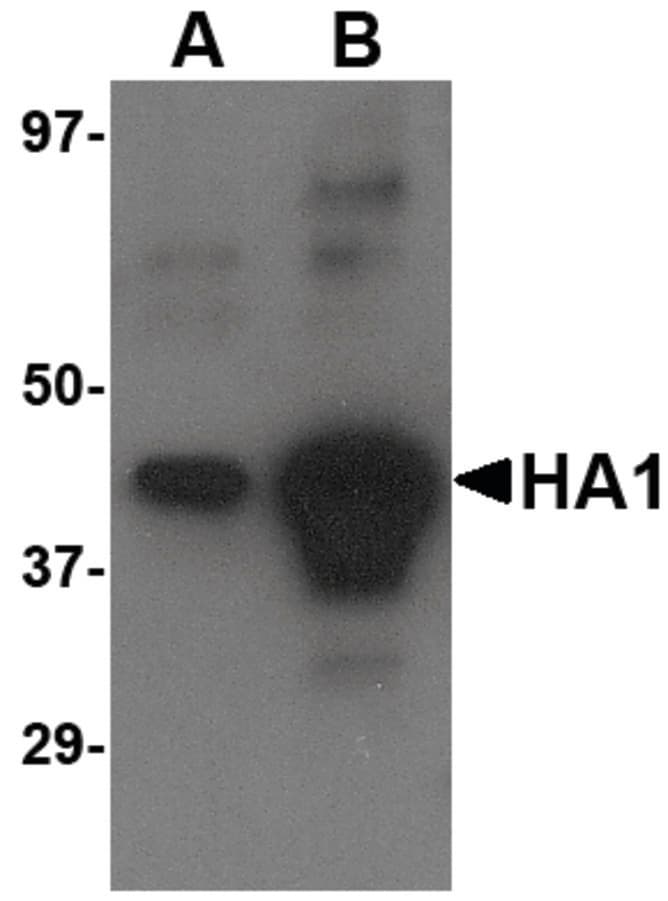 Polyclonal Goat anti-Virus Influenza A Virus Hemagglutinin Antibody