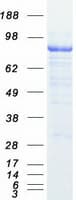 Human GOK / STIM1 Protein (Recombinant Myc-DDK (Flag))