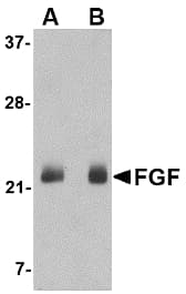 FGF4 Antibody