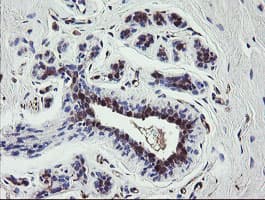 TSC22D1 / TSC22 Antibody (clone OTI1A5)
