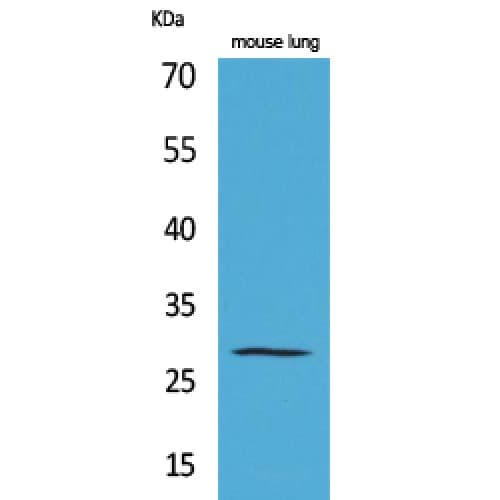 Polyclonal Rabbit anti-Human CMA1 / Mast Cell Chymase Antibody (Internal, WB)
