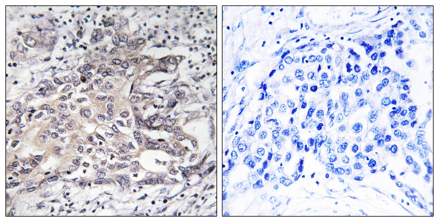Polyclonal Rabbit anti-Human CYP4X1 Antibody (aa251-300, IHC, WB)