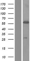 Human HnRNPLL / HNRPLL Protein (Over-Expression Lysate Myc-DDK (Flag))