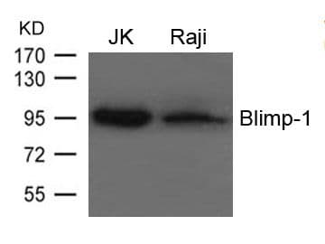 BLIMP1 / PRDM1 Antibody