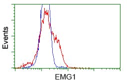 NME4 Antibody (clone OTI4F10)