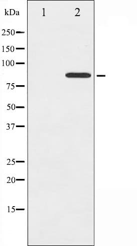 CTTN / Cortactin Antibody (phospho-Tyr466)