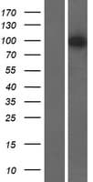 AGAP3 / CENTG3 / MRIP-1 Protein (Over-Expression Lysate Myc-DDK (Flag))