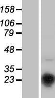 MSC / Musculin Protein (Over-Expression Lysate Myc-DDK (Flag))