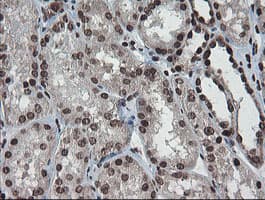 CHN1 Antibody (clone OTI2G6)