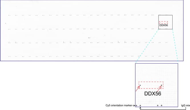 DDX56 Antibody (aa323-547, clone UMAB152)