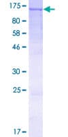 Human PPFIBP2 Protein (Recombinant GST)