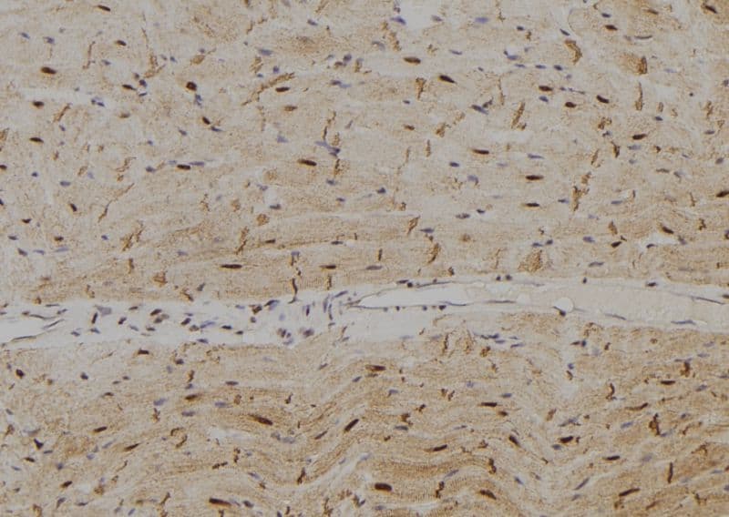 SPZ1 Antibody