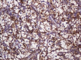 HSPD1 / HSP60 Antibody (clone OTI3G10)