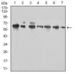 CD96 / TACTILE Antibody (clone 5E6C12)